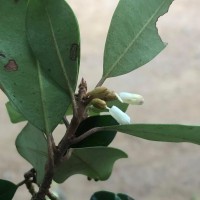 Palaquium zeylanicum Verdc.